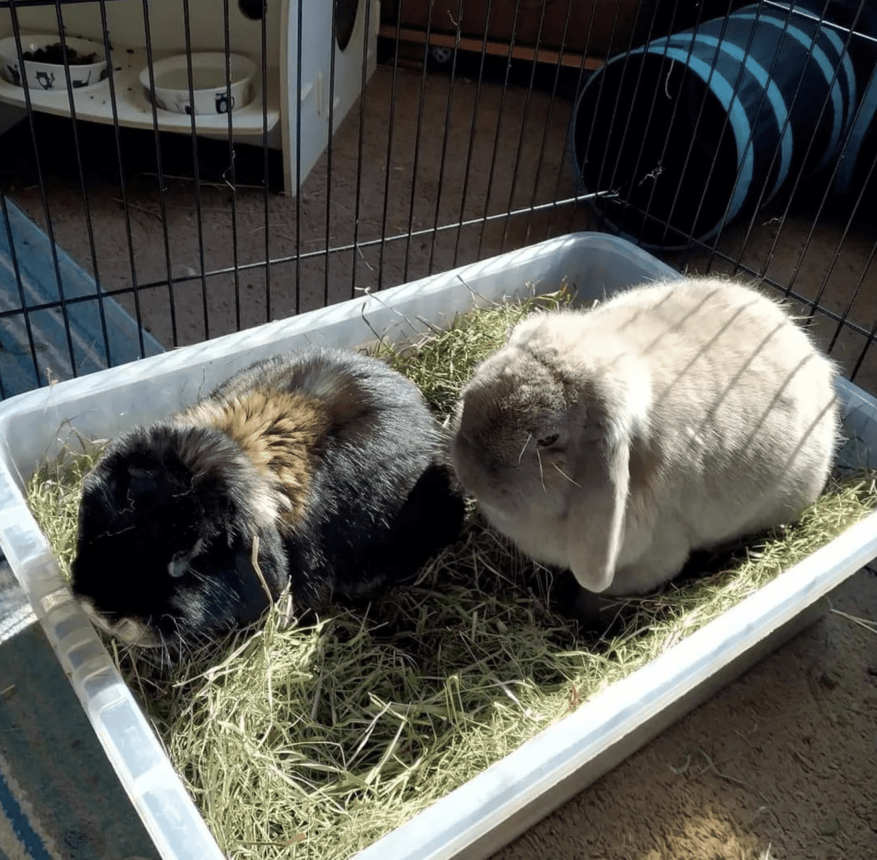 about us Rabbit Rescue North West