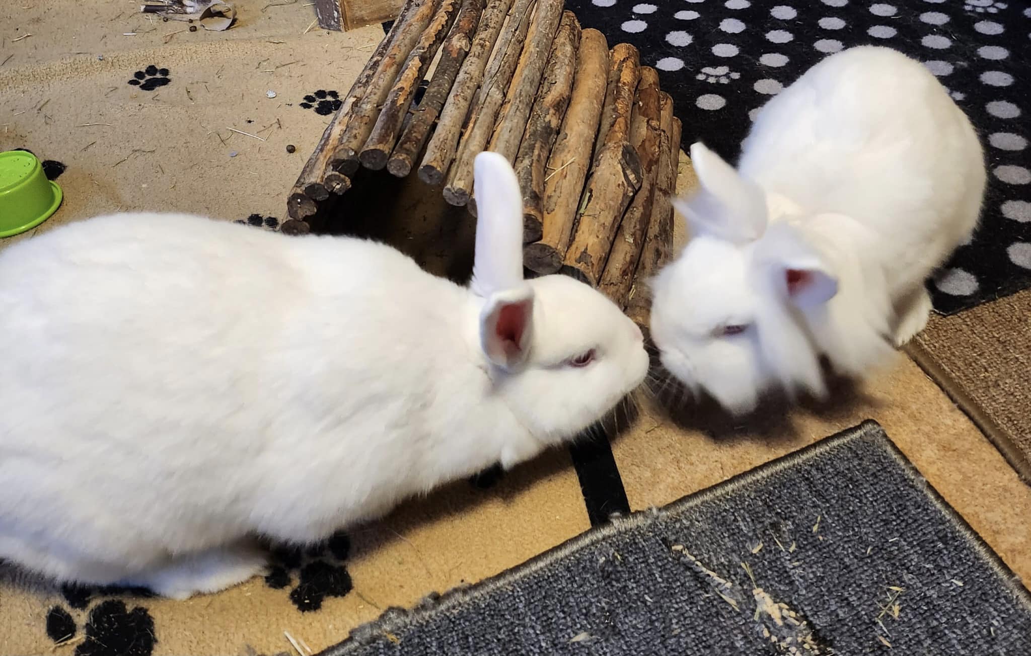 rabbits looking for a home | Rabbit Rescue North West