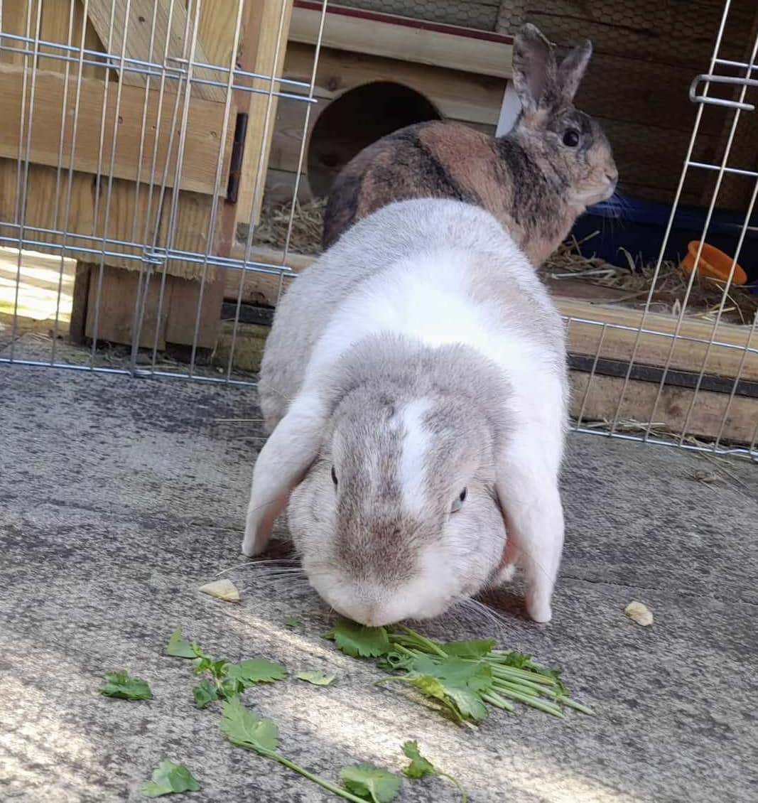 rabbits looking for a home | Rabbit Rescue North West