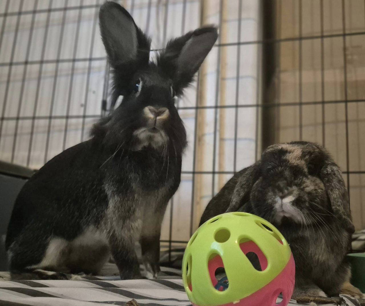 rabbits looking for a home | Rabbit Rescue North West